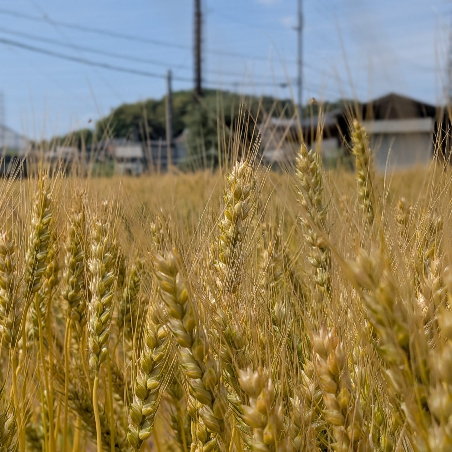 【店舗受取】-たわら食パン- 下田原産全粒粉配合プレミアム食パン