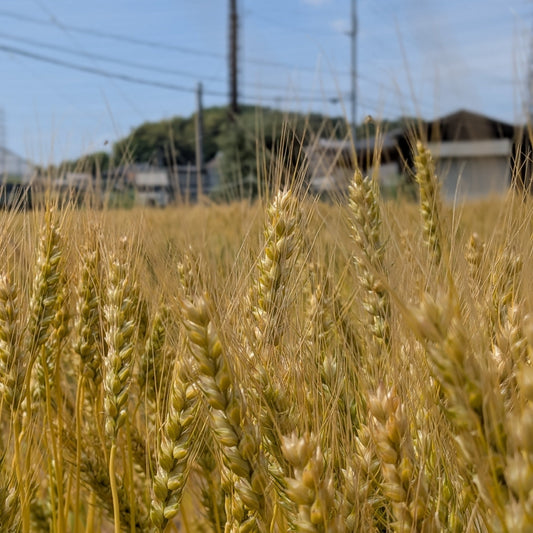【店舗受取】-たわら食パン- 下田原産全粒粉配合プレミアム食パン